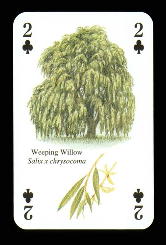 Playing card weeping - card,