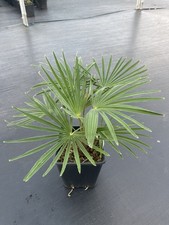 Trachycarpus wagnerianus X