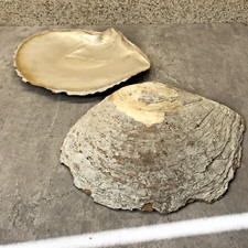 Two Large Old Natural Mother