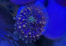 Ricordea Yuma Mushroom Frag Coral *WYSIWYG*