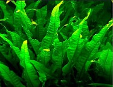 JAVA FERN BEAUTIFUL TROPICAL OXYGENATING HEALTHY AQUARIUM PLANTS AQUATIC SHRIMP