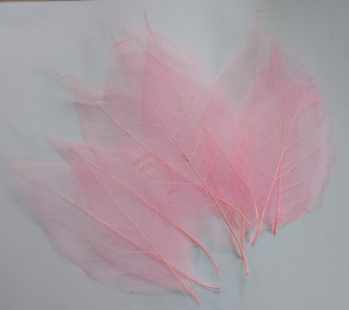 Natural skeleton leaves - 10,
