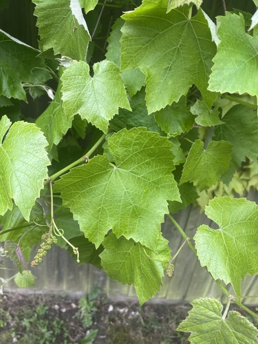 Organic grape vine - organic,