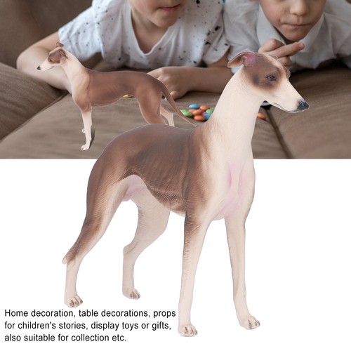 Greyhound dog model - dog,
