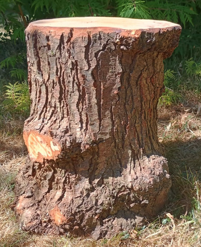 Natural tree stump table