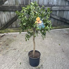 Citrus Mandarine - Sweet tasty