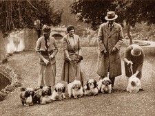 LHASA APSO DOGS AND OWNERS