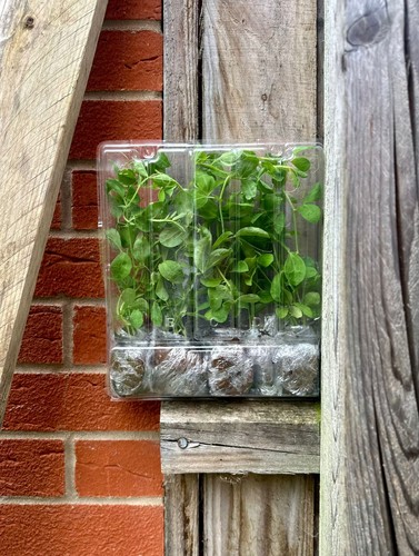 Sweet pea plants - 20,
