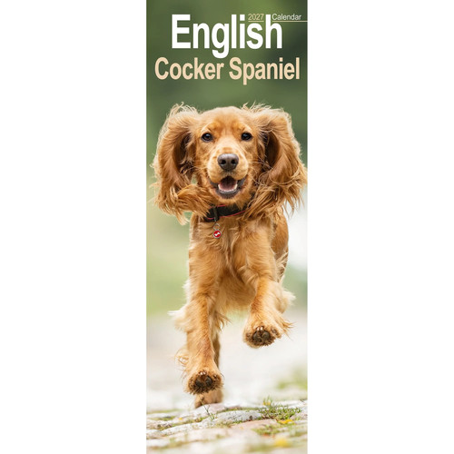 English cocker spaniel - , slim