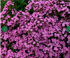 Saponaria Pink Tumbling Ted