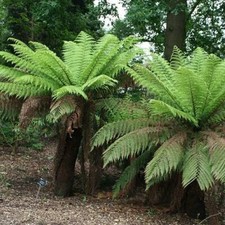 Tree Fern Dicksonia Antarctica Hardy Outdoor Ferns Jungle Plant 30cm Trunk