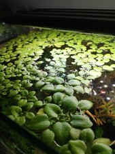 10 x  Amazon Frogbit Live