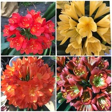 5x Clivia miniata MIXED aged 1
