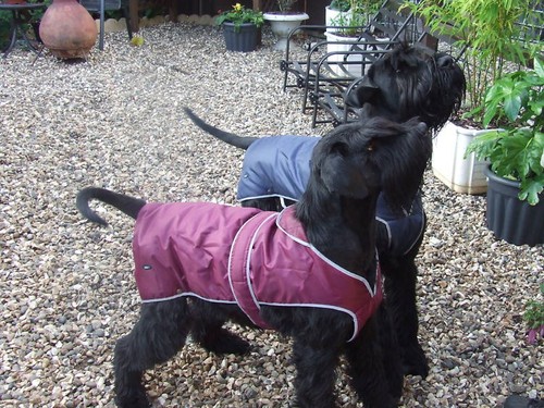 Padded warm waterproof dog - warm,,