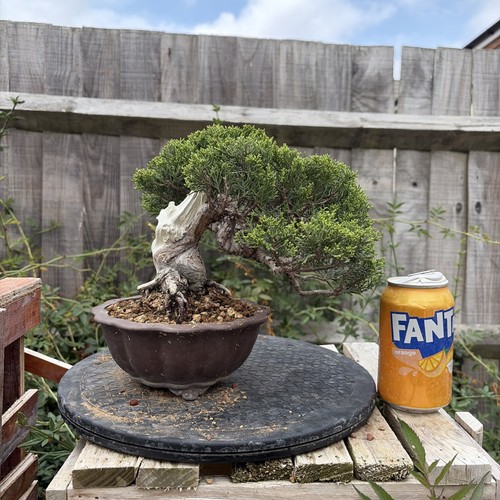 Itoigawa juniper bonsai tree - juniper,