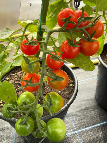 Strong tomato plants in - 2x,