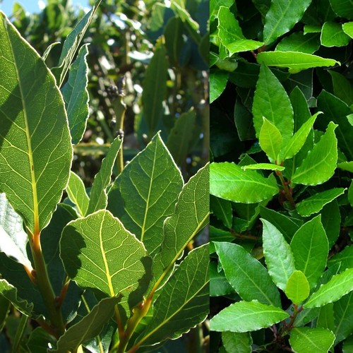 Bay laurel herb plant 9cm - plant, in
