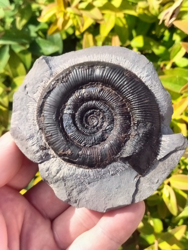 Dactylioceras tenuicostatum - dactylioceras,