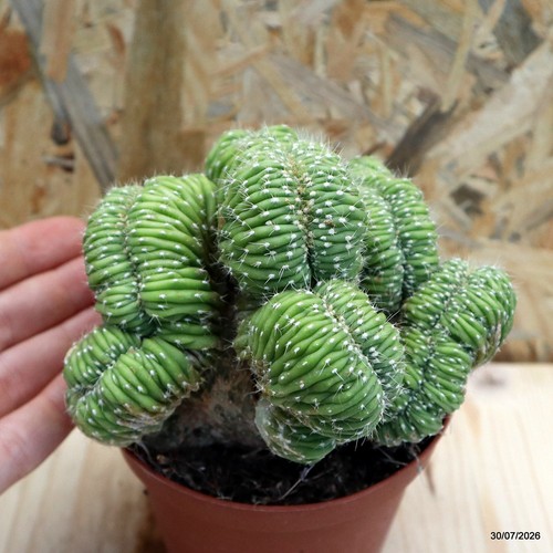 Notocactus leninghausii
