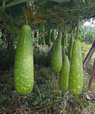 Bangladeshi, Indian Bottle Gourd Seeds, Lau,bangla Kodu 6 Best Quality seeds 