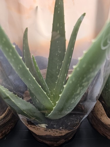 Aloe vera plant - plant, –