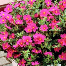 Cistus Creticus - Rock Rose | Evergreen Potted Bushy Garden Shrub for Sale UK