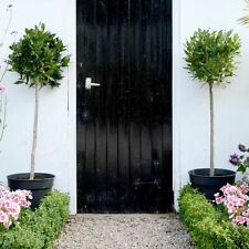 Suttons Standard Bay Tree 1 x 4-6 Litre Potted Plant Approx 80cm Tall