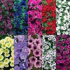 Trailing petunia surfinia - trailing,