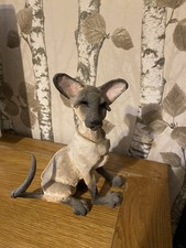 A Breed Apart. Large Sassy Siamese Cat