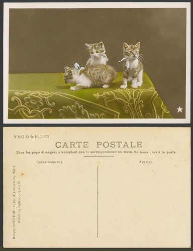 Cats kittens a - kittens, on