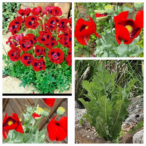 Large red poppy papaver - red,