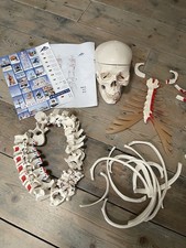 Scientific human skull ribs - scientific,