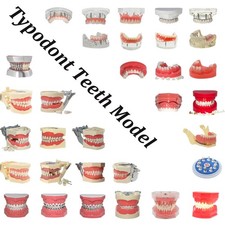 Dental Teeth Model Typodont