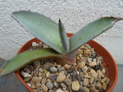 Agave azureus shown - agave, 10cm