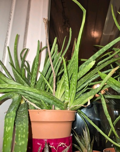 Aloe vera plant houseplant - vera, 1