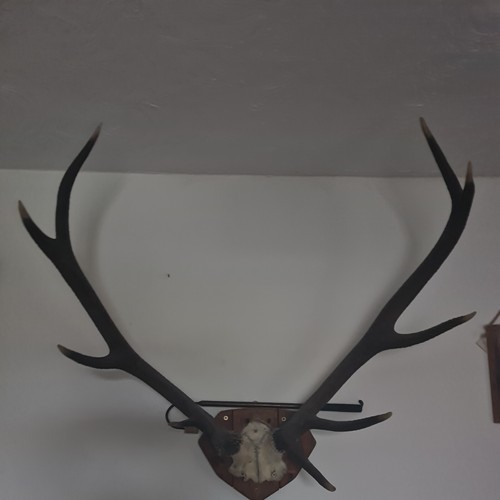 Red deer stag antlers - red,