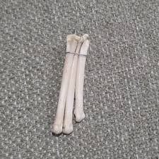Cute Fox foot real  bones