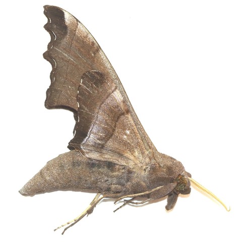 Lepidoptera sphingidae - lepidoptera,,