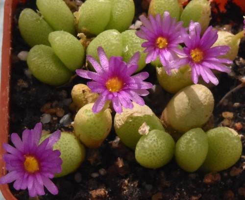 Conophytum vanheerdei 1261 - conophytum,
