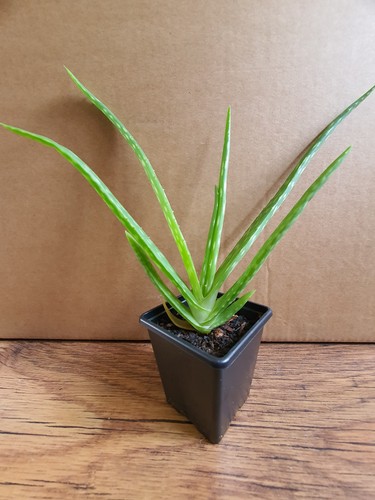 Aloe vera young - , plant,