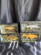Mini set of 4 cased course fish Tench Chubb Common Carp and Golden Orfe