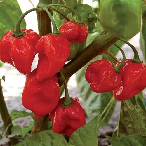 Genuine scotch bonnet - 🌼,