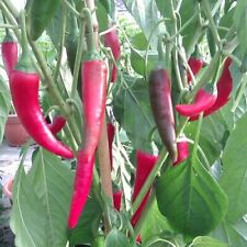 Chilli Pepper, 'Ring of Fire' 5 Seeds. Hot Chilli. 1st Class UK Delivery.