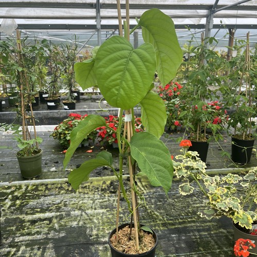 Passiflora quadrangularis - passiflora,