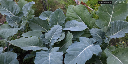 Tree collard perennial - perennial, kale