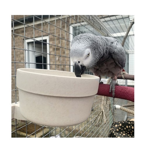 Quick locking parrot food - quick,