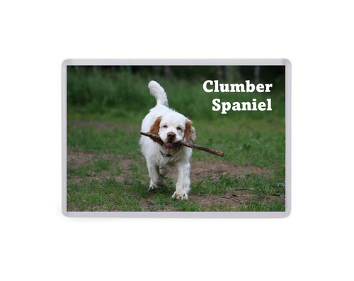 Clumber spaniel dog jumbo - clumber,