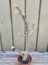 Euphorbia x horombensis  rare