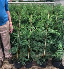 5 Green Leylandii Hedging Evergreen Conifer Plants 3-4ft Large 3 Litre Pots