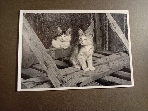 Postcard cat black - postcard,, and